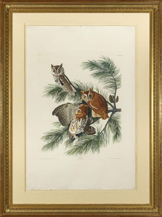 AUDUBON, John James (1785 - 1851), Mottled Owl or Screech Owl, (Plate 97), 1827–1838