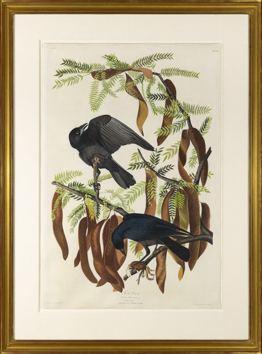 AUDUBON, John James (1785 - 1851), Fish Crow, (Plate 146), 1827–1838