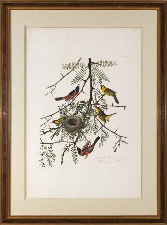 AUDUBON, John James (1785 - 1851), Orchard Oriole, (Plate 42), 1827–1838
