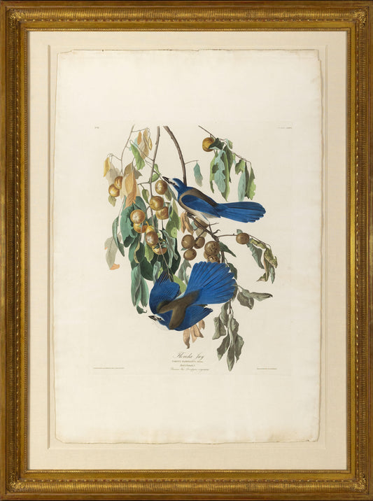 AUDUBON, John James (1785 - 1851), Florida Jay, (Plate 87), 1827–1838