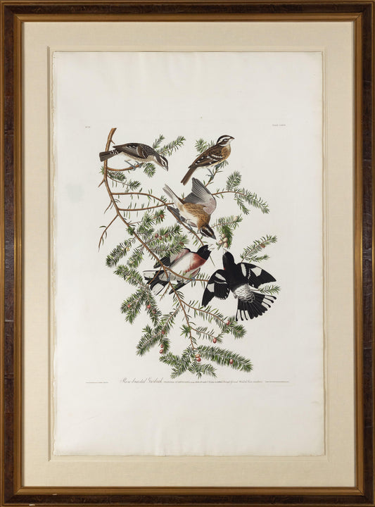 AUDUBON, John James (1785 - 1851), Rose-breasted Grosbeak, (Plate 127), 1827–1838