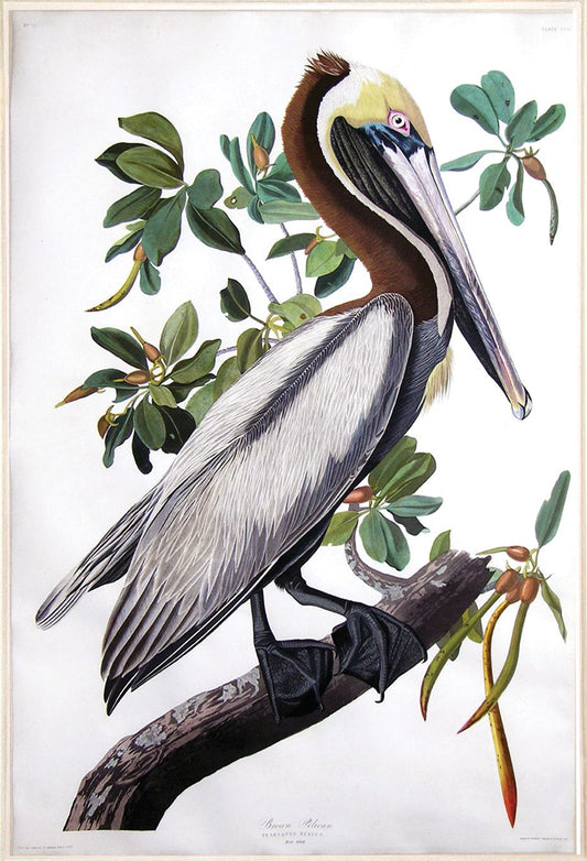 AUDUBON, John James (1785 - 1851), Brown Pelican [Standing], (Plate 251), 1827–1838