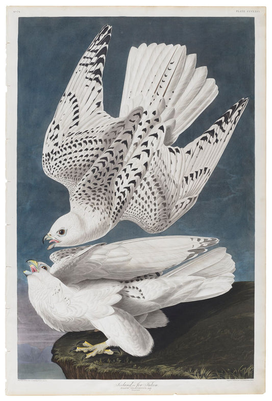 AUDUBON, John James (1785 - 1851), Iceland or Jer Falcon, (Plate 366), 1827–1838