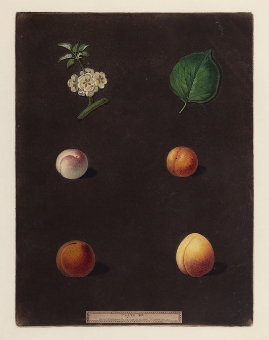 George Brookshaw (1751-1823), Plate XILX. [Apricot]