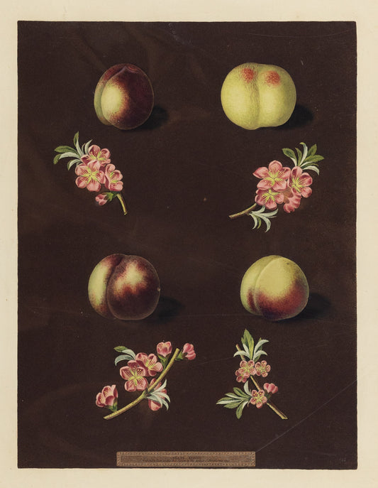 George Brookshaw (1751-1823), Plate XXXVIII. [Necatrine] Homerton's White, Ford's Black, Italian