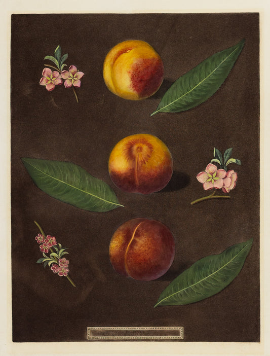 George Brookshaw (1751-1823), Plate XXIX (29). [Peaches] Mantauban; Gross Minion; Royal George Old