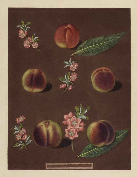 George Brookshaw (1751-1823), Plate XXXVII [Peaches]