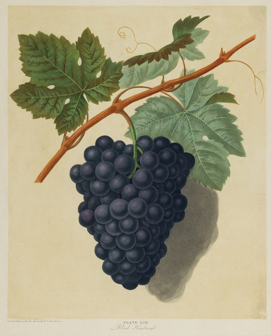 George Brookshaw (1751-1823), Plate LIX. [Grapes] Black Hamburgh