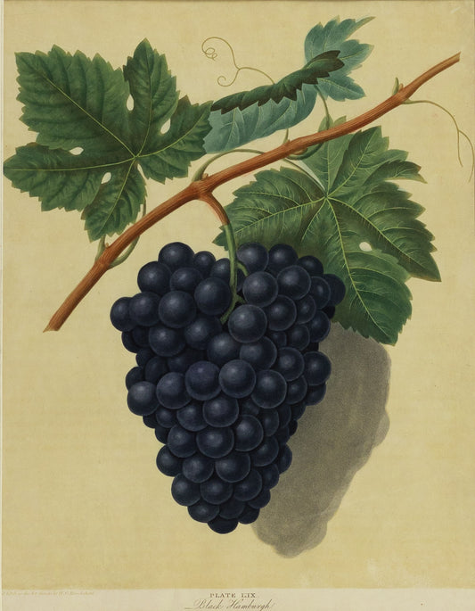 George Brookshaw (1751-1823), Plate LIX. [Grapes] Black Hamburgh