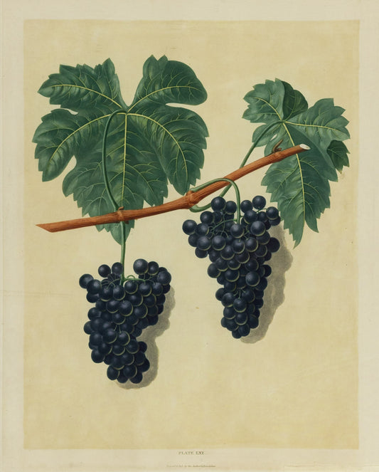 George Brookshaw (1751-1823), Plate LXI. [Grapes] Black Frontiniac