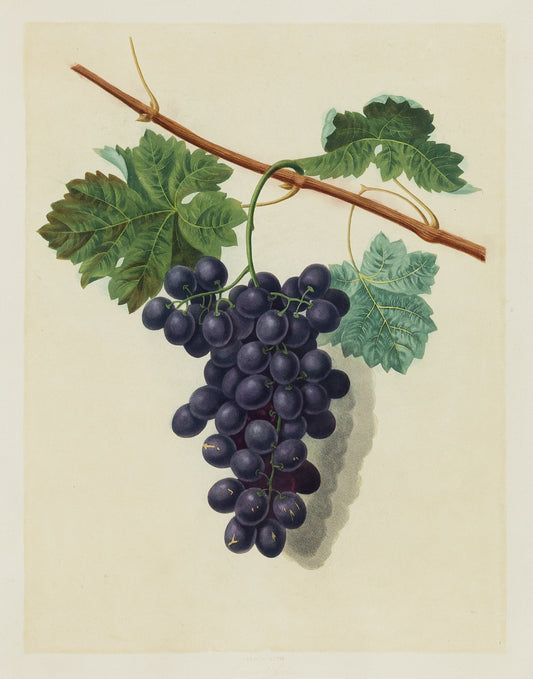 George Brookshaw (1751-1823), Plate XLVII. [Grapes] Raisin de Calmes