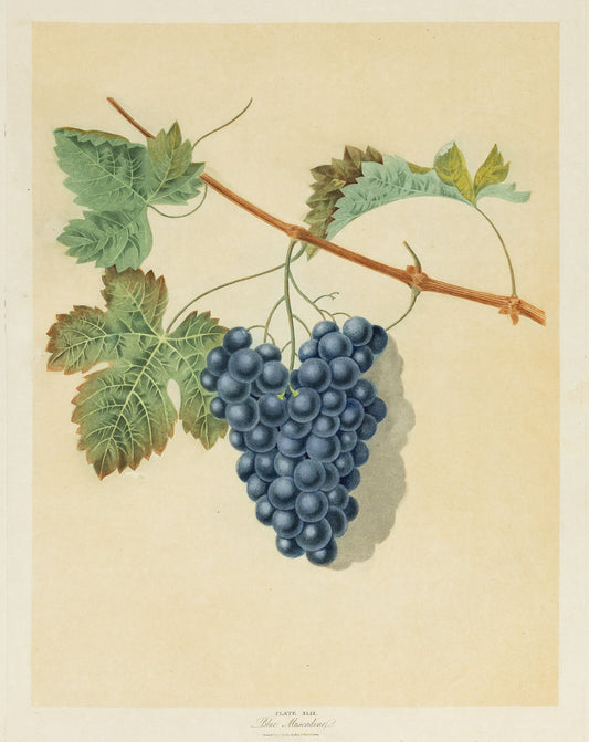 George Brookshaw (1751-1823), Plate XLIX. [Grapes] Blue Muscadine