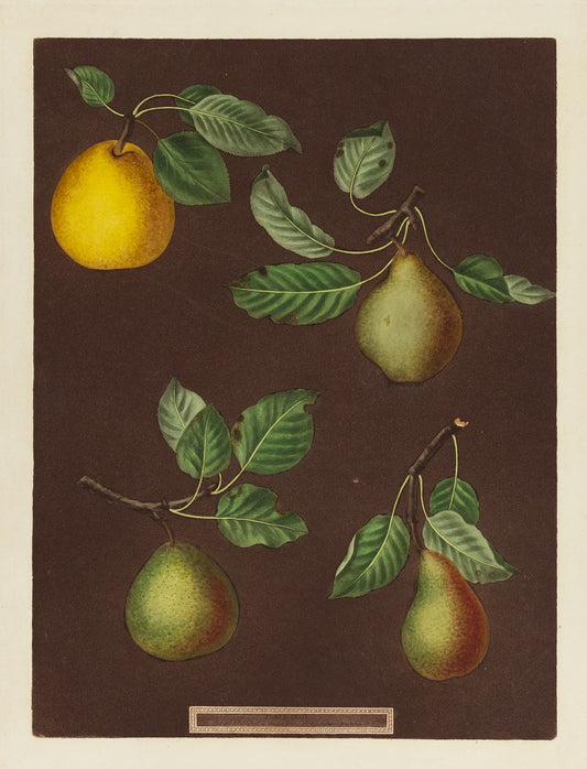 BROOKSHAW, George (1751-1823)  Pears, Plate LXXIX (79)