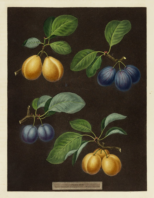 George Brookshaw (1751-1823), Plate XXIII (23). [Plums] Black; Breda; Brussels; Moor Park