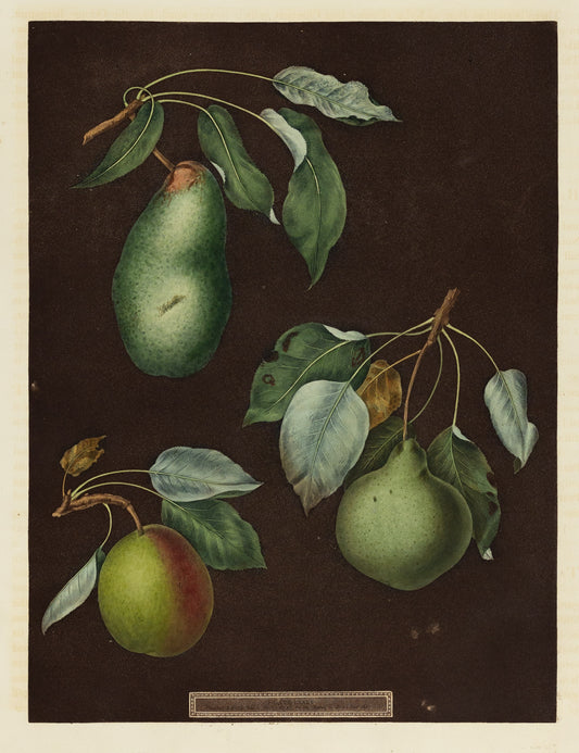 George Brookshaw (1751-1823), Plate LXXXIV(81). [Pears] Double Blossom; Swan's Egg; Winter Swans Egg