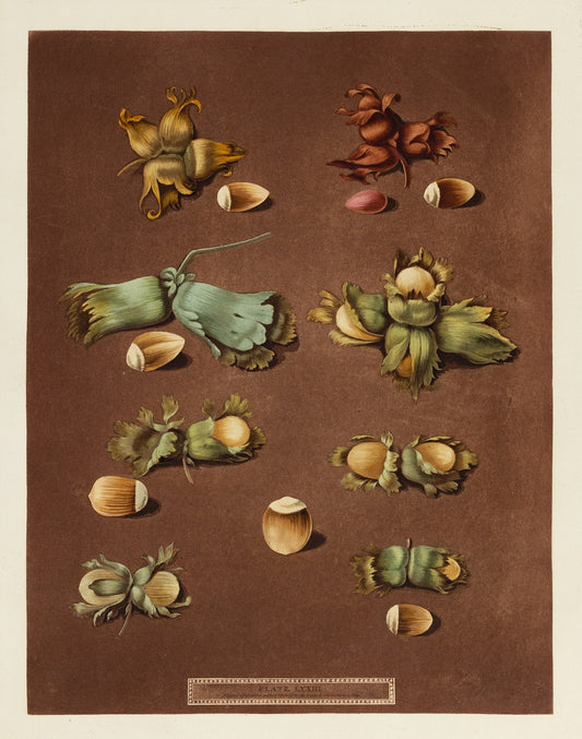 George Brookshaw (1751-1823), Plate LXXIII (73), Fritillaria Persica. White Filbert; Scarlet Filbert; Barcelona Filbert; English Cob Nut; two varieties from Isaac Swainson; White Hazle Nut; Brown Hazle Nut