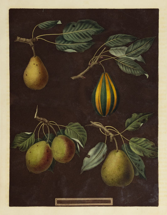 George Brookshaw (1751-1823), Plate LXXXIV (84). [Pears] Virgouleuse; Striped Vert Longue; Pear d'Auch