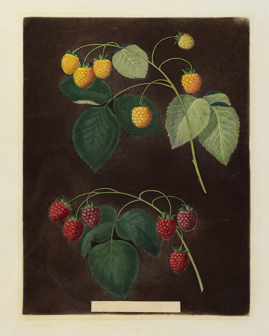 George Brookshaw (1751-1823), Plate IV (4). [Rasberries] Yellow; Red