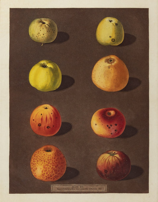 George Brookshaw (1751-1823), Plate XCI. [Apples] Robertson's Pippin, Blanchard's Pippin, Lemon Pippin, Aromatic Pippin and Embroidered Pippin.