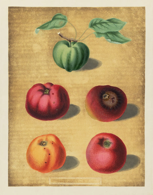 George Brookshaw (1751-1823), Plate XCII. [Apples] Calville White Apple; Red Calville; Norfolk Beefing; Norfolk Paradise