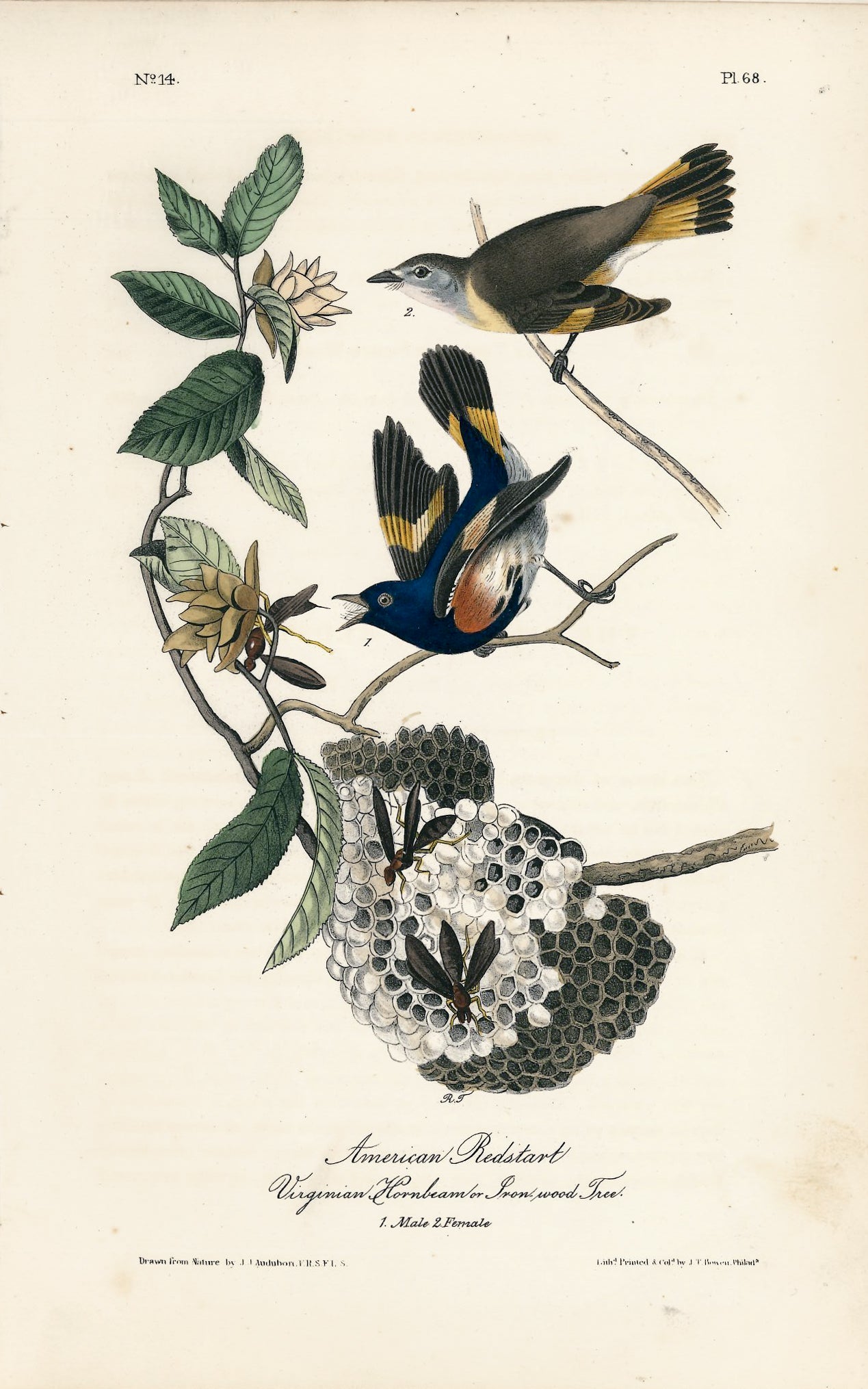 AUDUBON, John James (1785 - 1851), American Redstart (Plate 68), 1839-1844