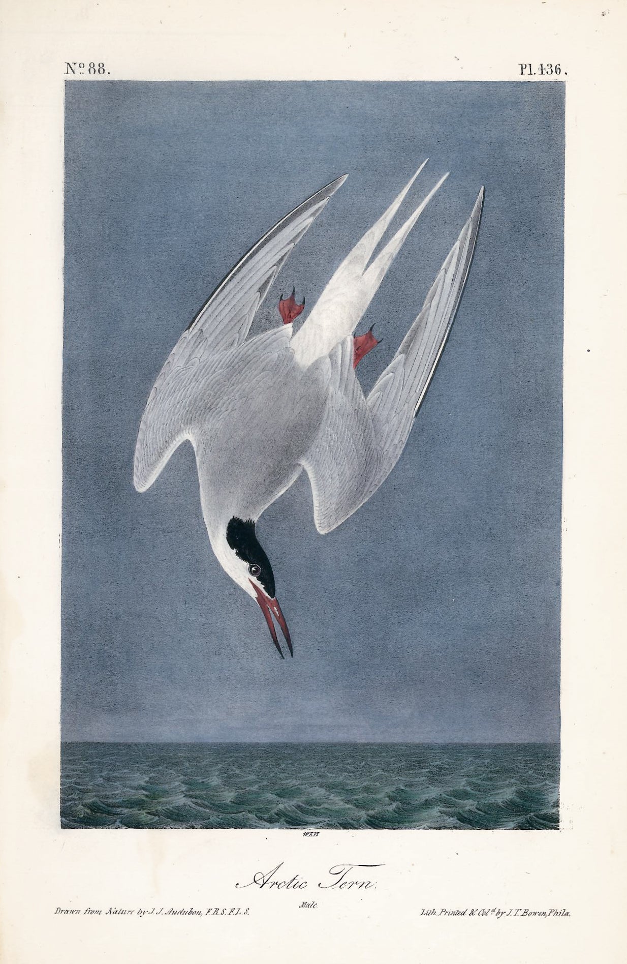AUDUBON, John James (1785 - 1851), Arctic Tern (Plate 436), 1839-1844