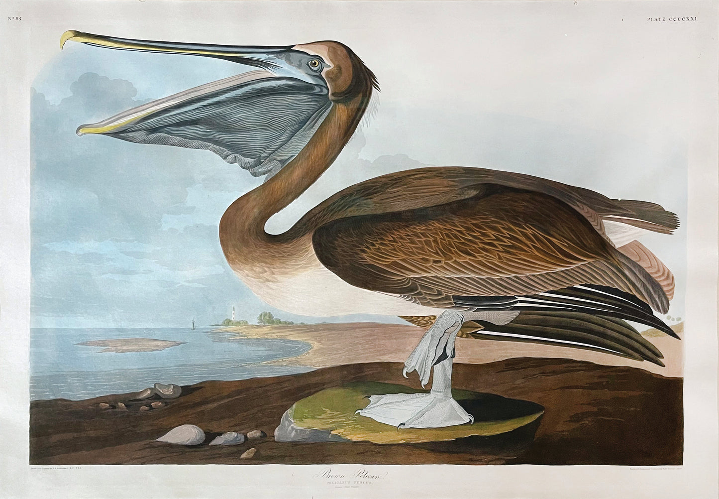 John James Audubon (1785-1851), Plate CDXXI, Brown Pelican
