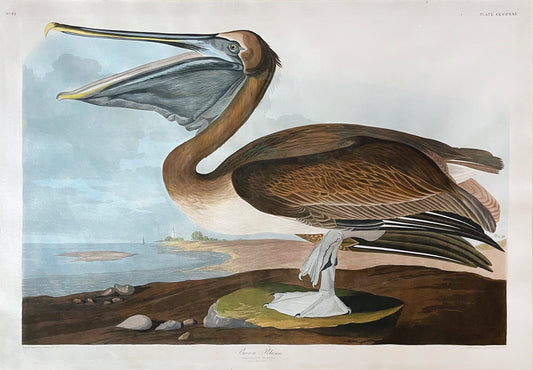 John James Audubon (1785-1851), Plate CDXXI, Brown Pelican