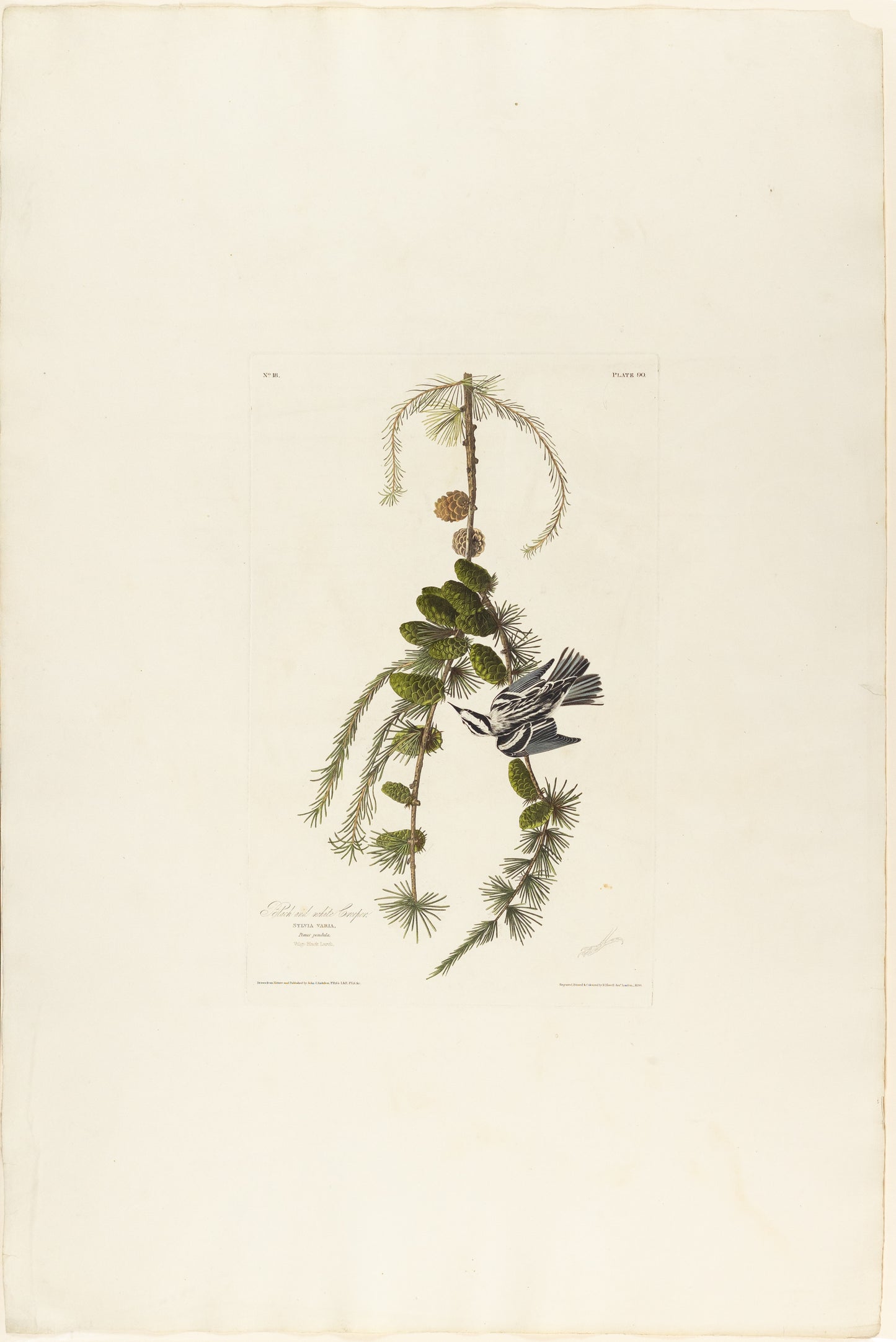 John James Audubon (1785-1851), Plate XC Black and White Creeper