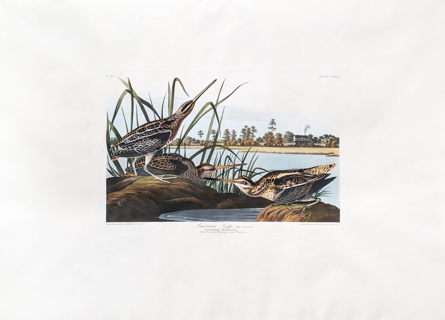 John James Audubon (1785-1851), Plate CCXLIII American Snipe
