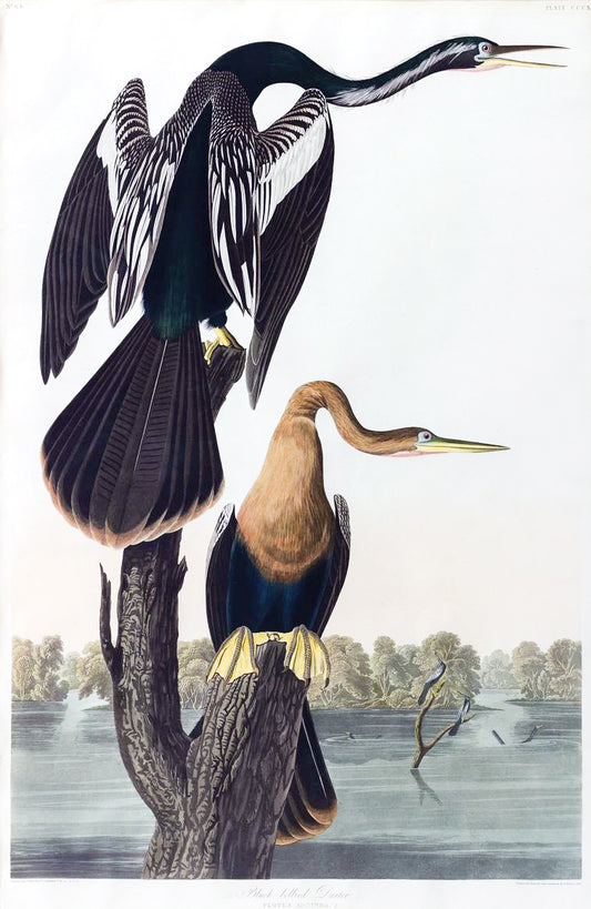 John James Audubon (1785-1851),  Black-Bellied Darter [Anhinga], Plate 316.