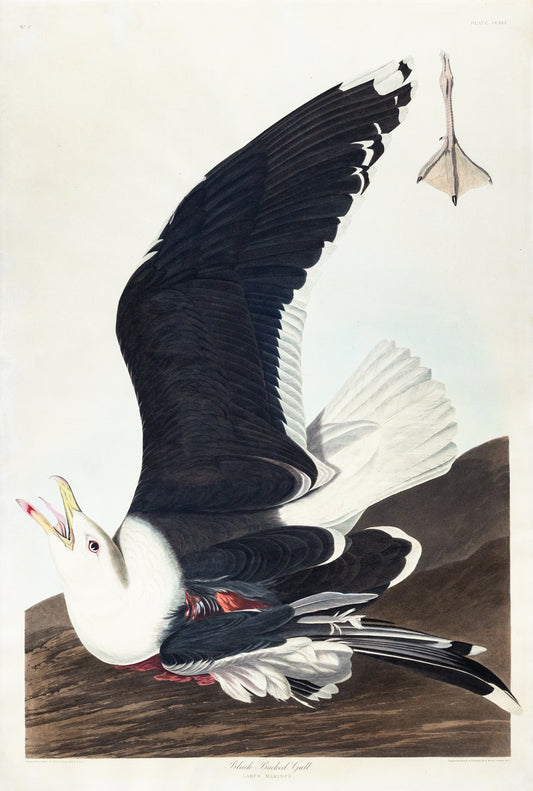 John James Audubon (1785-1851), Plate CCXLI Black Backed Gull