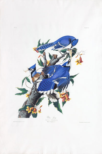 John James Audubon (1785-1851), Plate CII Blue Jay