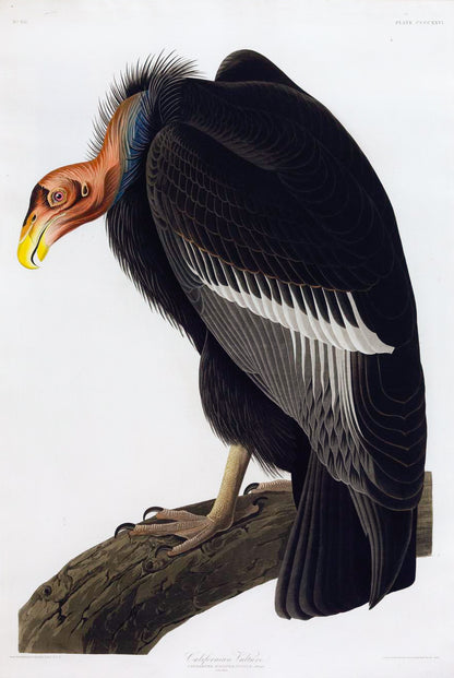 John James Audubon (1785-1851), Californian Vulture, Plate 86.