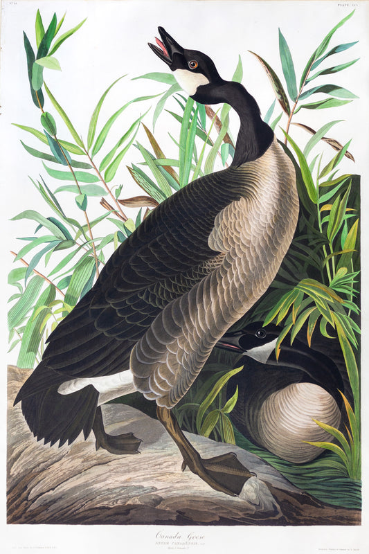 John James Audubon (1785-1851), Plate CCI Canada Goose