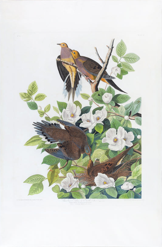 AUDUBON, John James (1785 - 1851), Carolina Pigeon or Turtle Dove, (Plate 17), 1827–1838