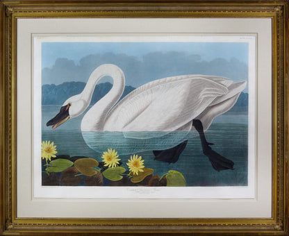 John James Audubon (1785-1851), Plate CCCCXI Common American Swan