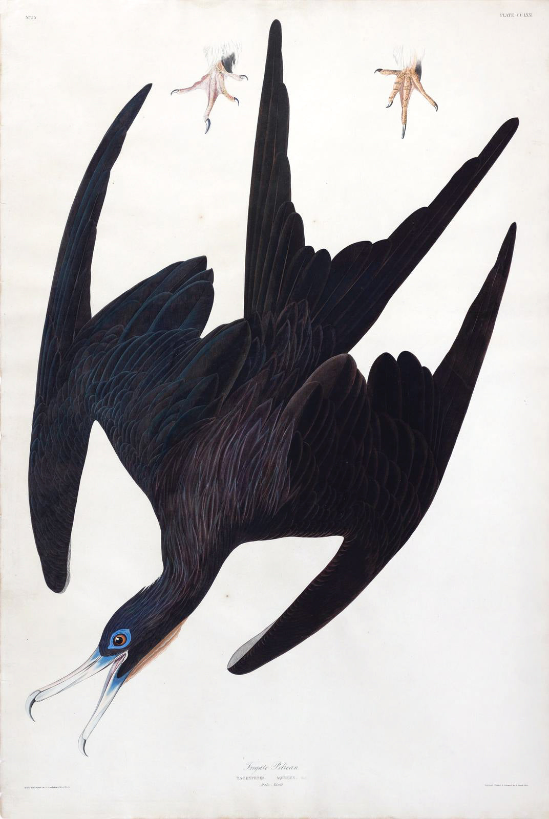 John James Audubon (1785-1851), Aquatint Plate CCLXXI, Frigate Pelican
