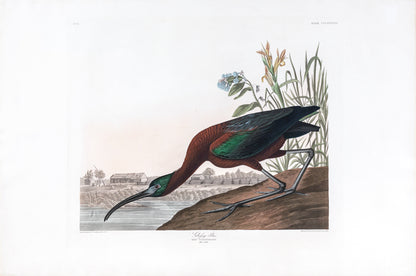 John James Audubon (1785-1851), Plate CCCLXXXVII Glossy Ibis