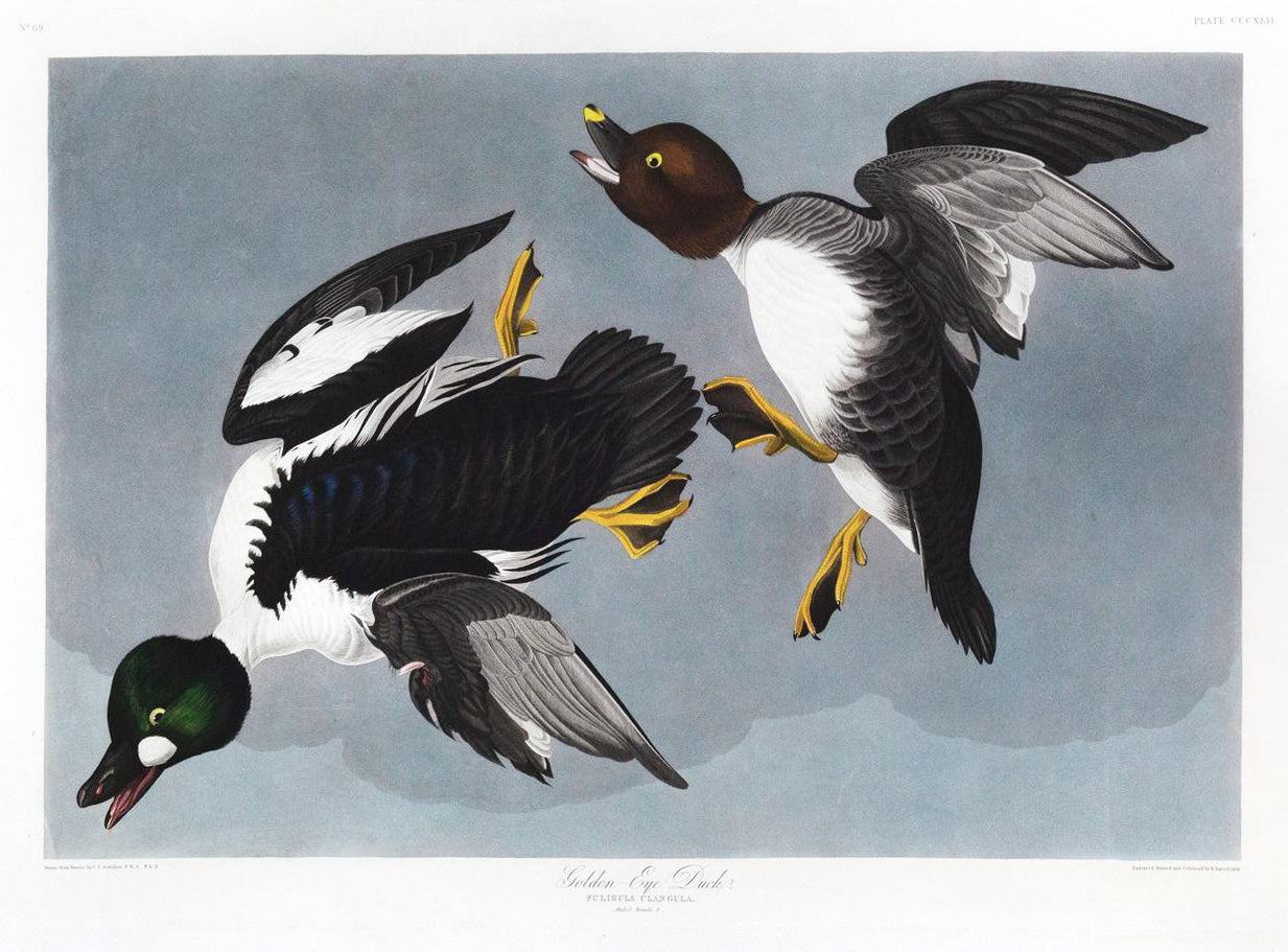 John James Audubon (1785-1851), Plate CCCXLII, Golden Eye Duck