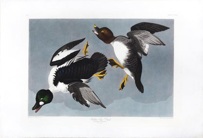 John James Audubon (1785-1851), Plate CCCXLII, Golden Eye Duck