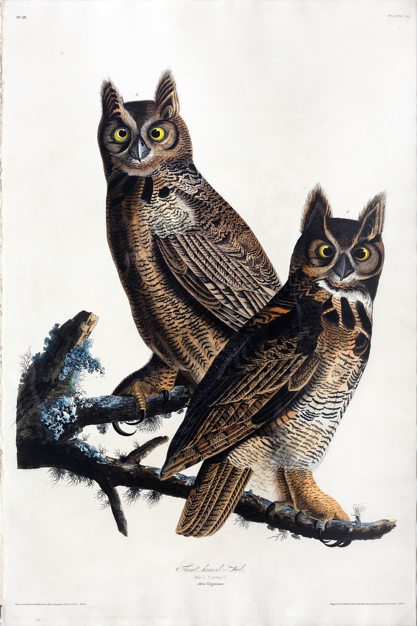 John James Audubon (1785-1851), Plate LXI Great Horned Owl