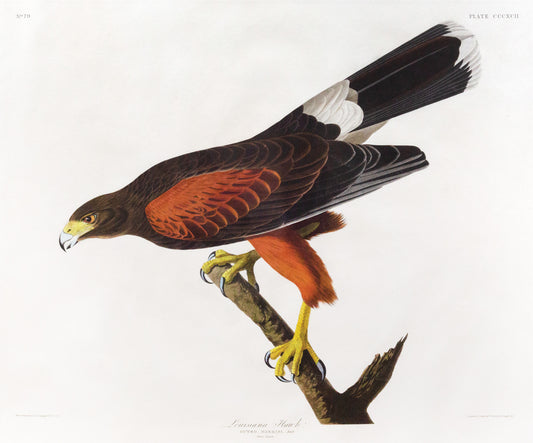 John James Audubon (1785-1851),  Louisiana Hawk, Plate 392.