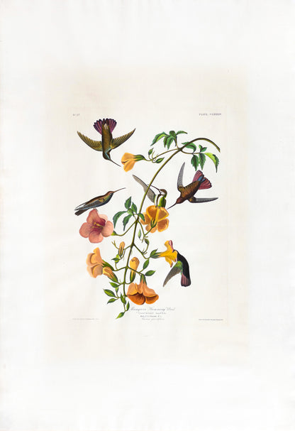 John James AUDUBON (1785-1851),  Plate CLXXXIV Mangrove Humming Bird