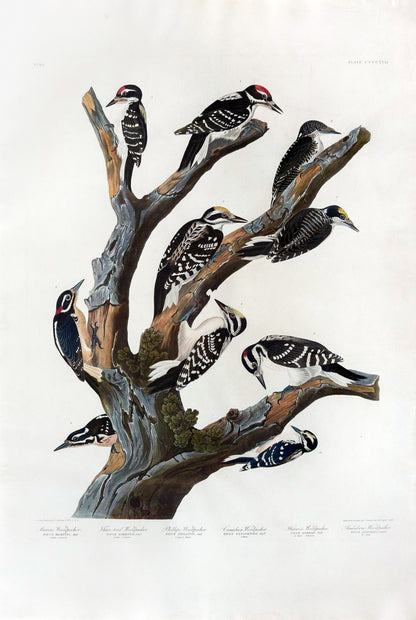 John James Audubon (1785-1851),  Maria's Woodpecker...Plate 417.