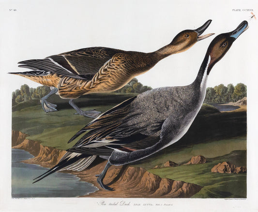 John James Audubon (1785-1851), Plate CCXXVII Pin-tailed Duck