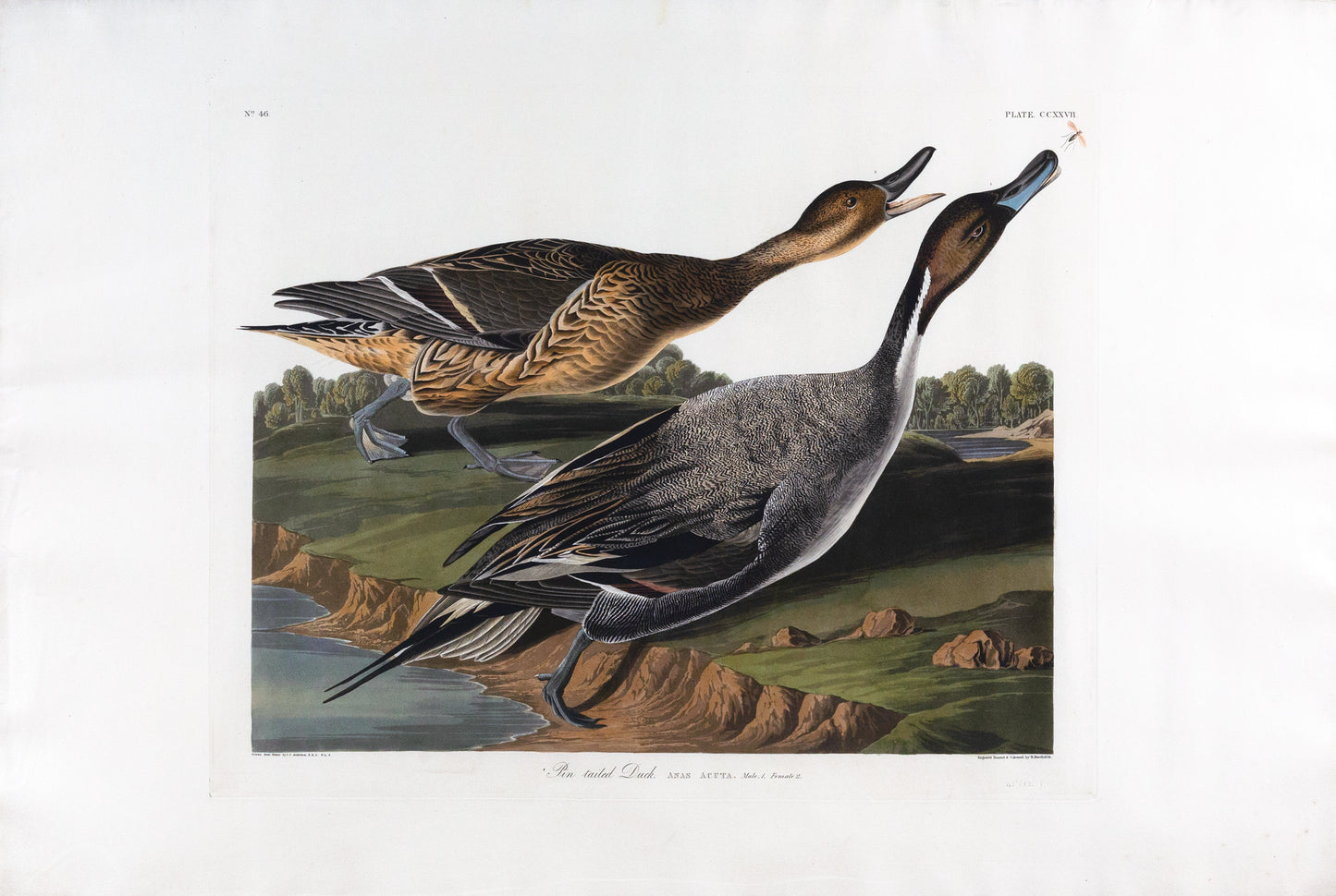 John James Audubon (1785-1851), Plate CCXXVII Pin-tailed Duck