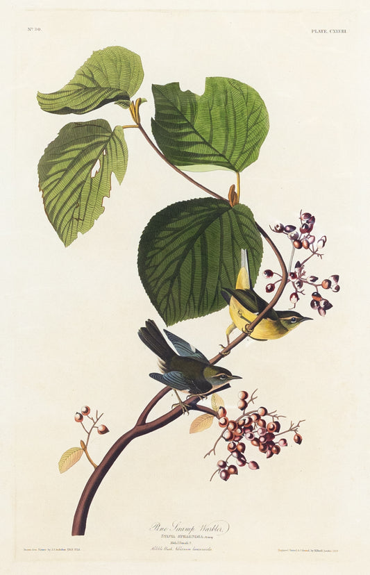John James Audubon (1785-1851), Plate 148 Pine Swamp Warbler