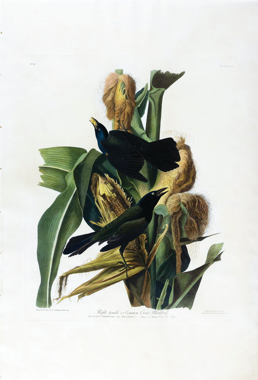 AUDUBON, John James (1785 - 1851), Purple Grackle or Common Crow Blackbird, (Plate 7), 1827–1838
