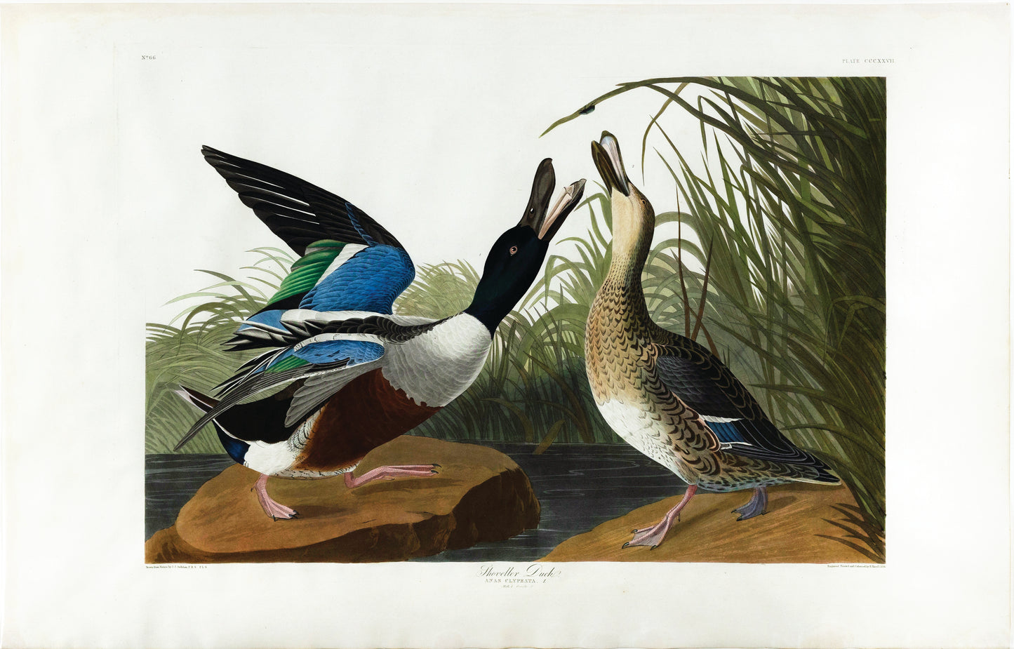 John James Audubon (1785-1851), Plate CCCXXVII, Shoveller Duck